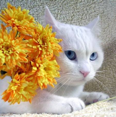 chat